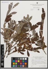 Foto von Salix appendiculata Vill. x Salix purpurea L.